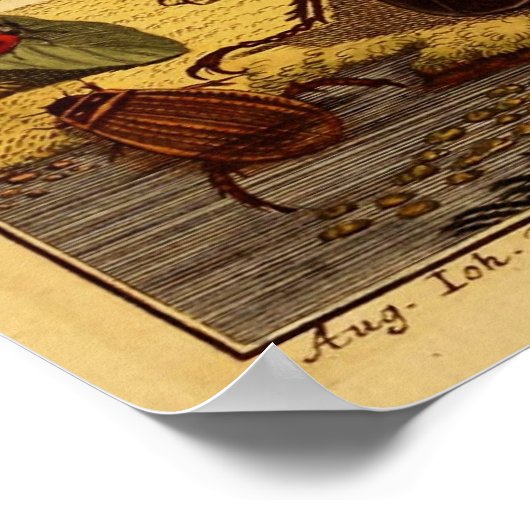 Bugs 1764 poster (Hoek)