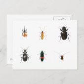 Bugs 2011 briefkaart (Voorkant / Achterkant)