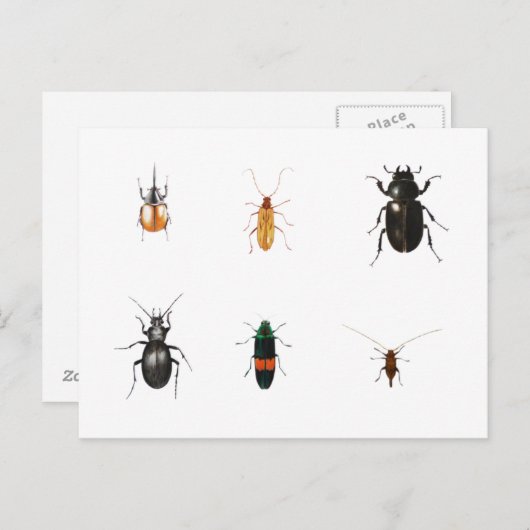 Bugs 2011 briefkaart (Voorkant / Achterkant)