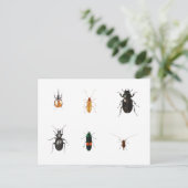 Bugs 2011 briefkaart (Staand voorkant)