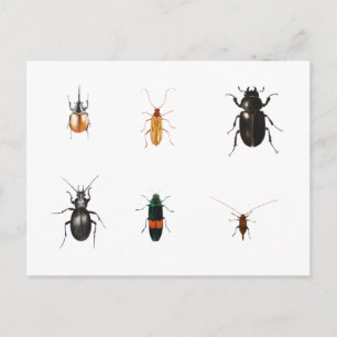 Bugs 2011 briefkaart