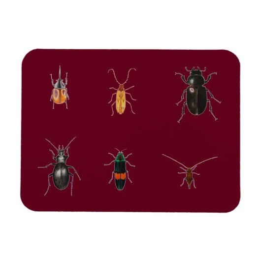 Bugs 2011 magneet (Horizontaal)