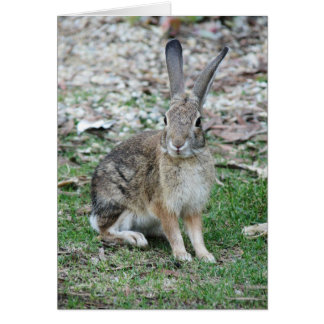 Bugs Bunny