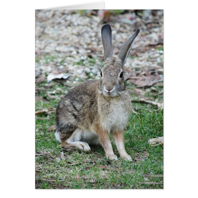 Bugs Bunny (Voorkant)