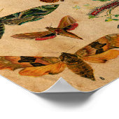 Bugs en Butterfly Antiek Collectie Poster (Hoek)
