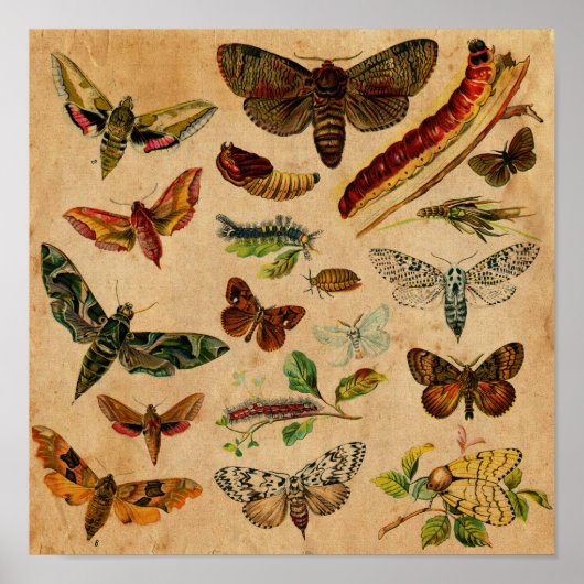 Bugs en Butterfly Antiek Collectie Poster (Voorkant)