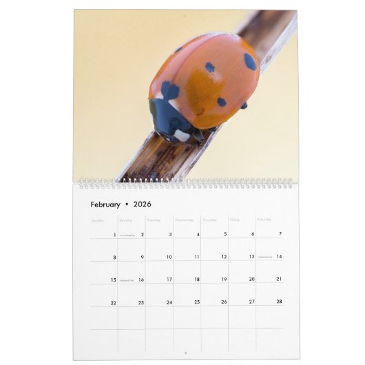 BUGS UPCLOSE 2021 KALENDER (Feb 2026)