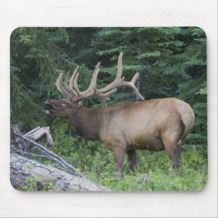 Buguilende eland in Banff National Park, Canada. Muismat
