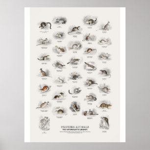 Buideldieren - Naturalist's Library Poster
