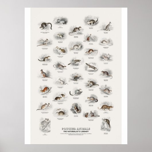 Buideldieren - Naturalist's Library Poster (Voorkant)