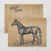 buidspaard briefkaart (Voorkant / Achterkant)