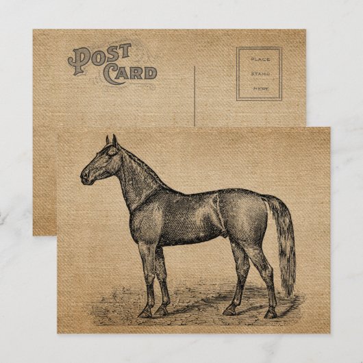 buidspaard briefkaart (Voorkant / Achterkant)