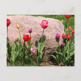Buigtulpen Briefkaart
