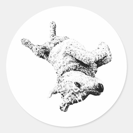 buikligging ronde sticker (Voorkant)