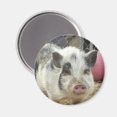 buikvarken magneet (Voorkant / Achterkant)