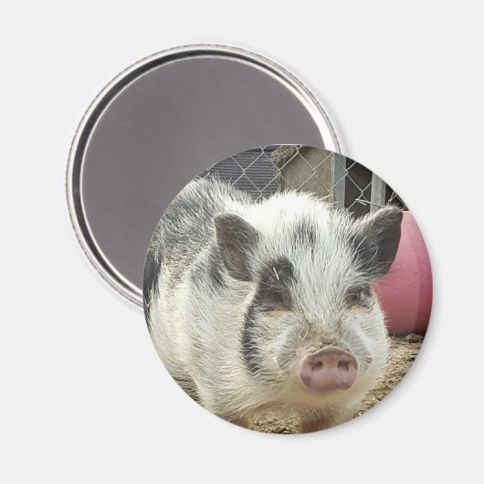 buikvarken magneet (Voorkant / Achterkant)