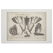  buikvliezen - Insecte buisjes (01)