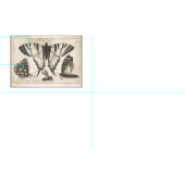 buikvliezen - Insecte buisjes (01) Stof (Delen)