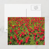 Buis van Tulpen Briefkaart (Voorkant / Achterkant)