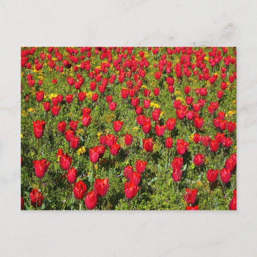 Buis van Tulpen Briefkaart (Voorkant)