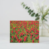 Buis van Tulpen Briefkaart (Staand voorkant)