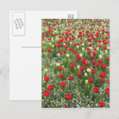Buis van Tulpen Briefkaart (Voorkant / Achterkant)