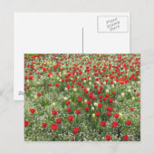 Buis van Tulpen Briefkaart (Voorkant / Achterkant)