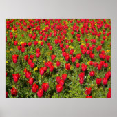 Buis van Tulpen Poster (Voorkant)