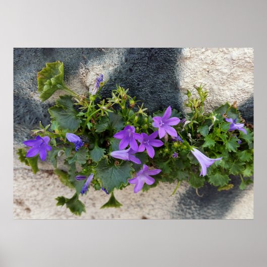 buiten de muurbloem poster (Voorkant)