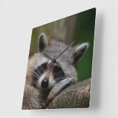 Buitengewoon Cute Baby Raccoon Vierkante Klok (Hoek)