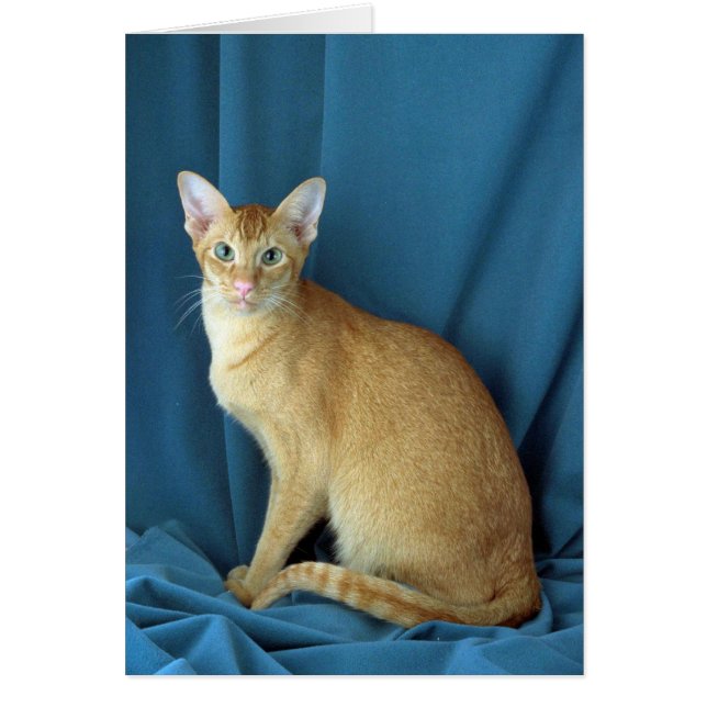 Buitenlands Oriental, rood getikt (Voorkant)