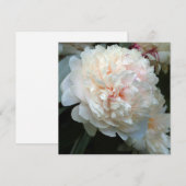 BUITENLANDSE PEONIE (Voorkant / Achterkant)