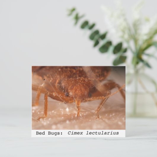 Buizen: Cimex lectularius Briefkaart (Staand voorkant)