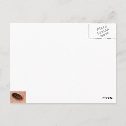 Buizen: Cimex lectularius Briefkaart (Achterkant)