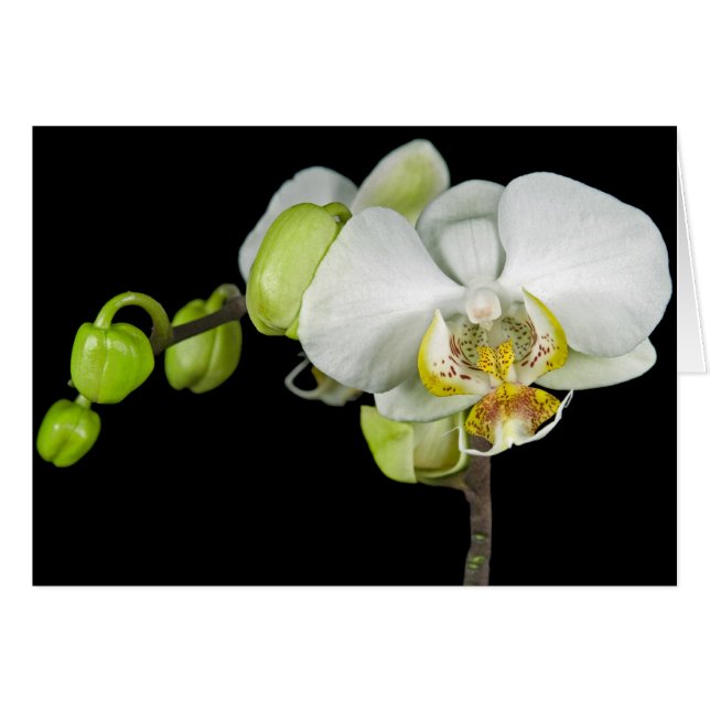 Buizen en bloesems (Voorkant Horizontaal)