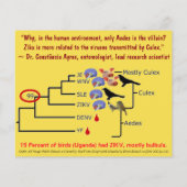 Bulbollen, Wolbachia en Culex (met twee zijden) va Flyer (Achterkant)