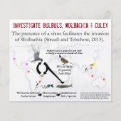 Bulbollen, Wolbachia en Culex (met twee zijden) va Flyer (Voorkant)