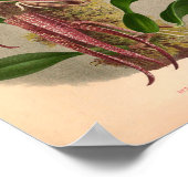 Bulbophyllum Grandiflorum  wijngaarden Poster (Hoek)