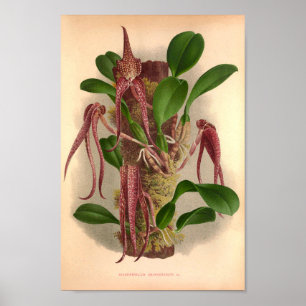 Bulbophyllum Grandiflorum  wijngaarden Poster