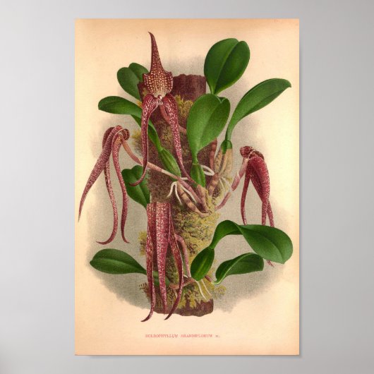 Bulbophyllum Grandiflorum  wijngaarden Poster (Voorkant)