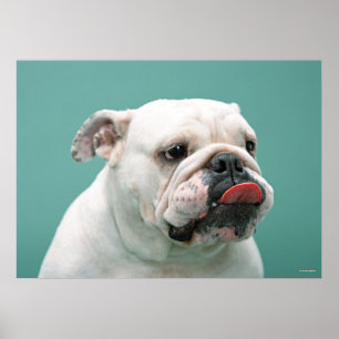 Buldog Poster