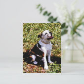 Buldog Sitting with Mouth Open Briefkaart (Staand voorkant)