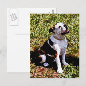 Buldog Sitting with Mouth Open Briefkaart (Voorkant / Achterkant)