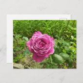 Bulgaars paars roos briefkaart (Voorkant / Achterkant)