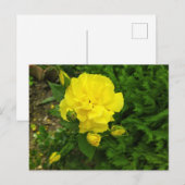 Bulgaarse gele rozen briefkaart (Voorkant / Achterkant)