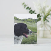 Bulgaarse Sheepdog Briefkaart (Staand voorkant)