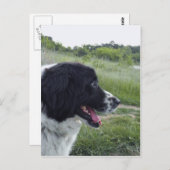 Bulgaarse Sheepdog Briefkaart (Voorkant / Achterkant)