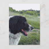 Bulgaarse Sheepdog Briefkaart (Voorkant)