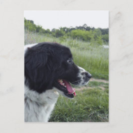 Bulgaarse Sheepdog Briefkaart