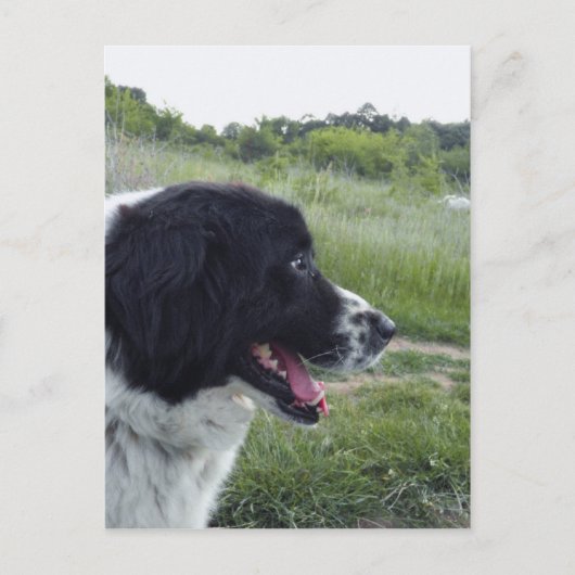 Bulgaarse Sheepdog Briefkaart (Voorkant)